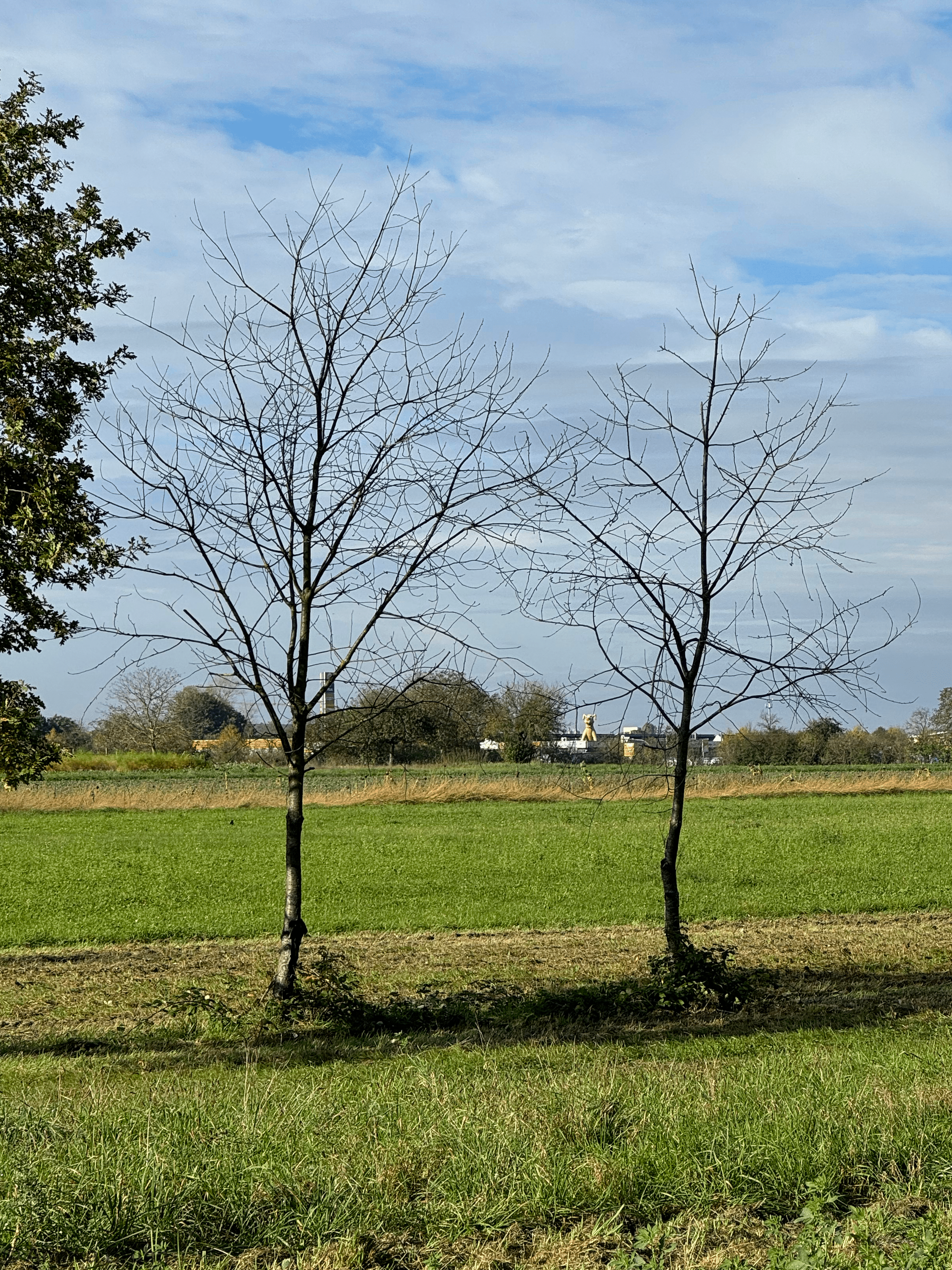 Ein Hund zeigt uns den Weg